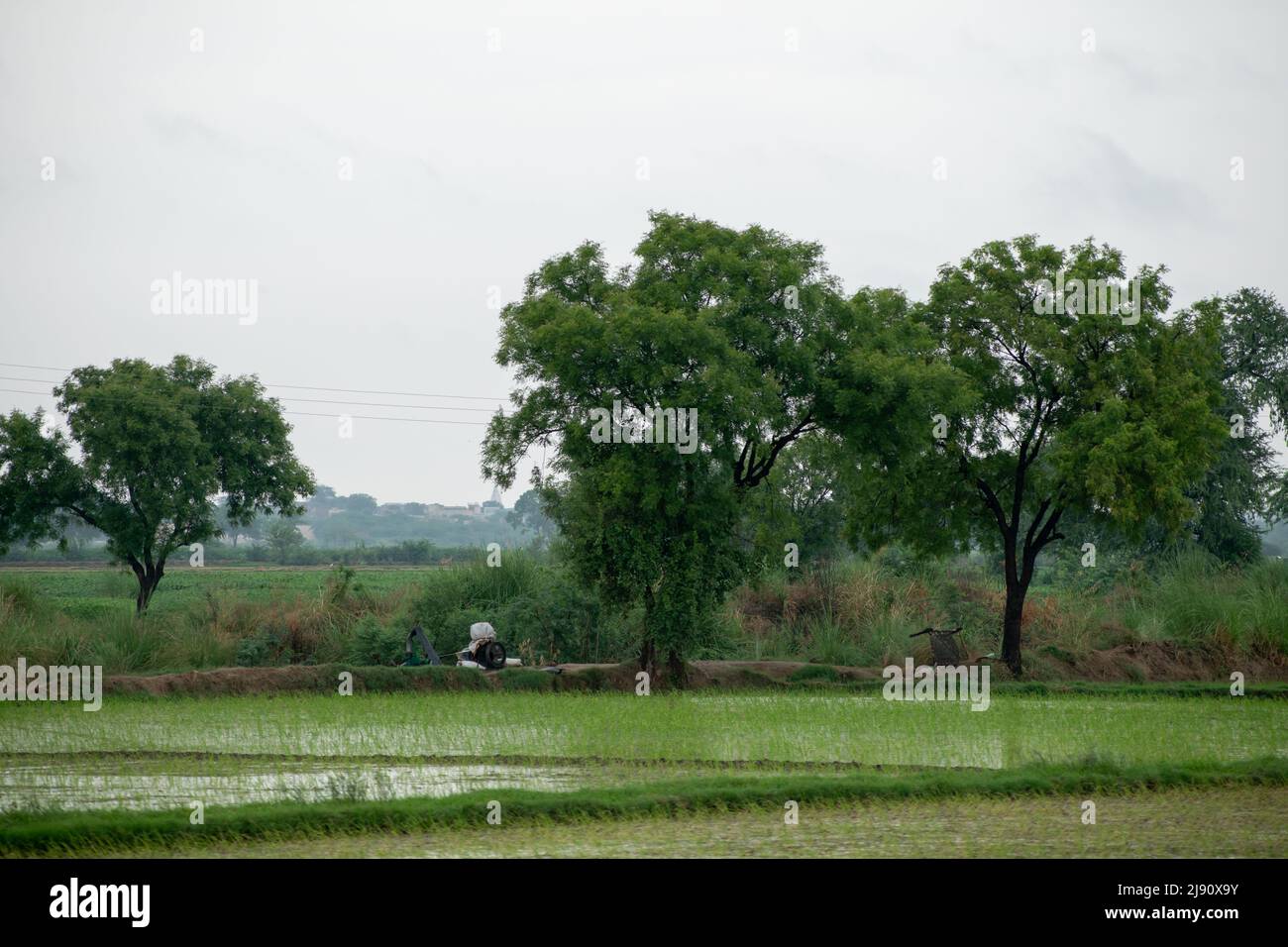 Baum allein in der Mitte des Reisfeldes. Gut für den Hintergrund. Stockfoto