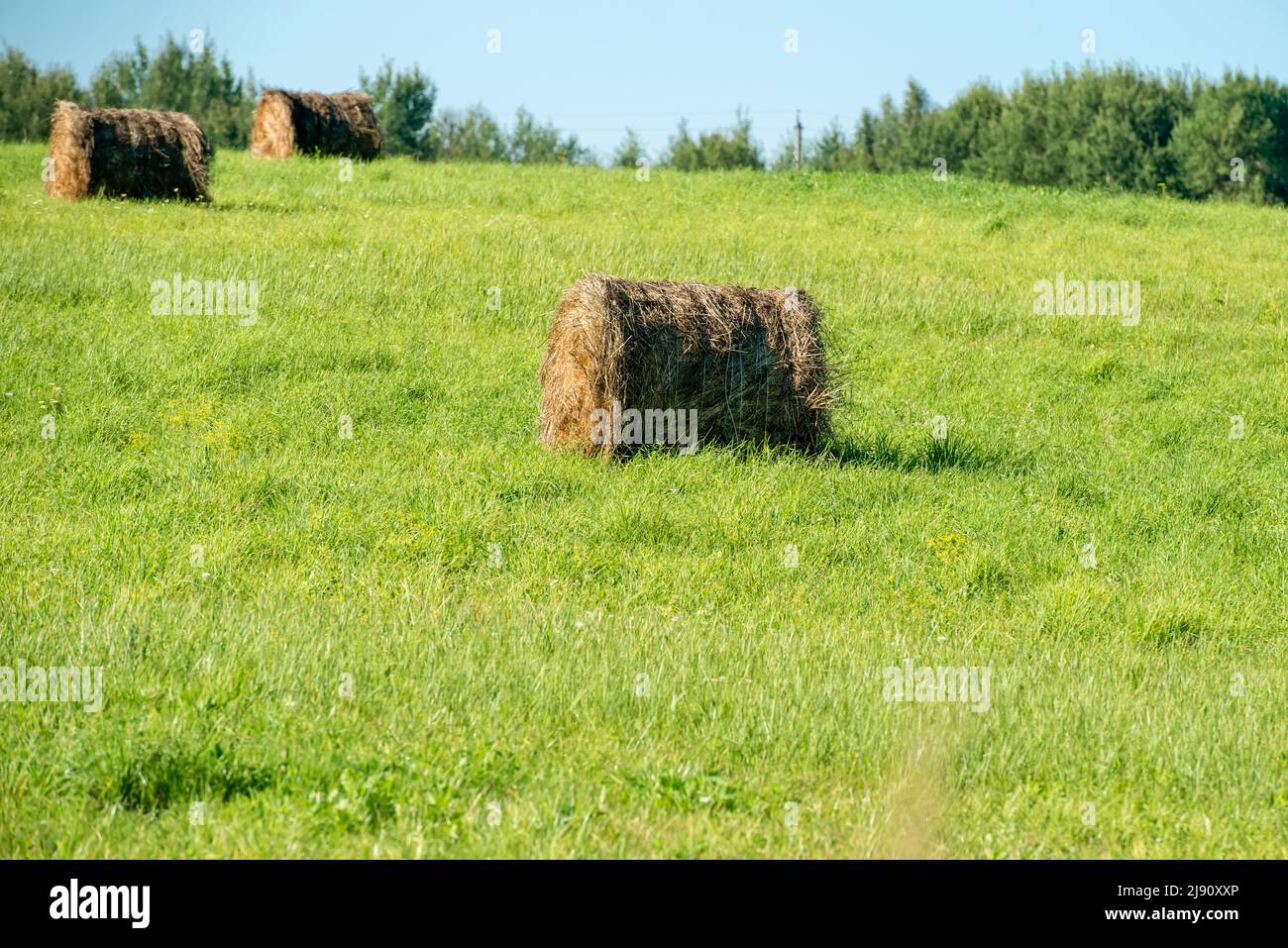 Sommer ländliche Landschaft: haystacks in einem Feld an einem klaren sonnigen Tag Stockfoto