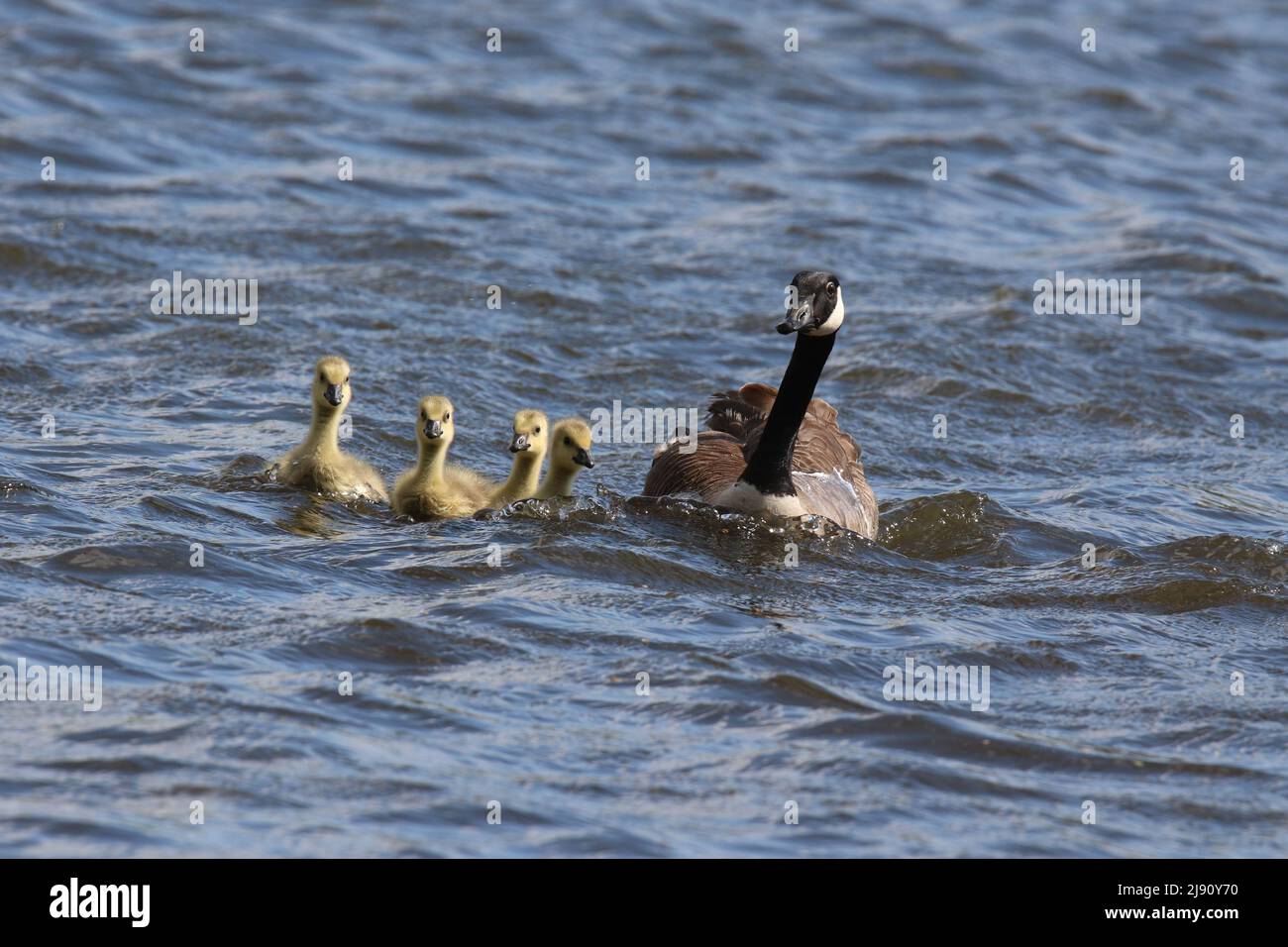 Kanadas Gänseleber Branta canadensis schwimmt im Frühling mit Gänsen auf einem See Stockfoto