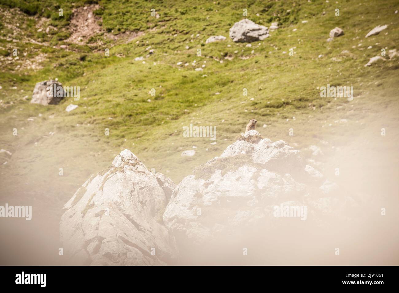 Murmeltier in seinem natürlichen Lebensraum in Leutasch bei Seefeld in Tirol Stockfoto