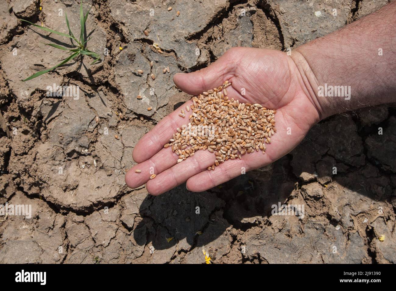 Der Bauer hält seine Hand mit Weizenkörnern über seinem ausgetrocknten Feld. Der Klimawandel bedroht 60 Prozent der Weizenanbaugebiete in Europa und Deutschland. Stockfoto