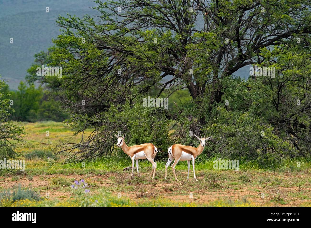 Zwei Springböcke (Antidorcas marsupialis) im Camdeboo National Park in der Karoo in der Nähe der Stadt Graaff-Reinet, Ostkap, Südafrika Stockfoto