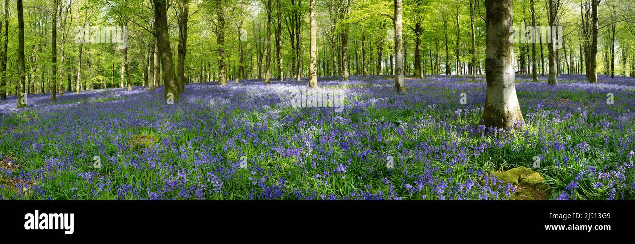 Bluebell Holz im Morgenfrühling Sonnenlicht, Newbury, West Berkshire, England, Vereinigtes Königreich, Europa Stockfoto