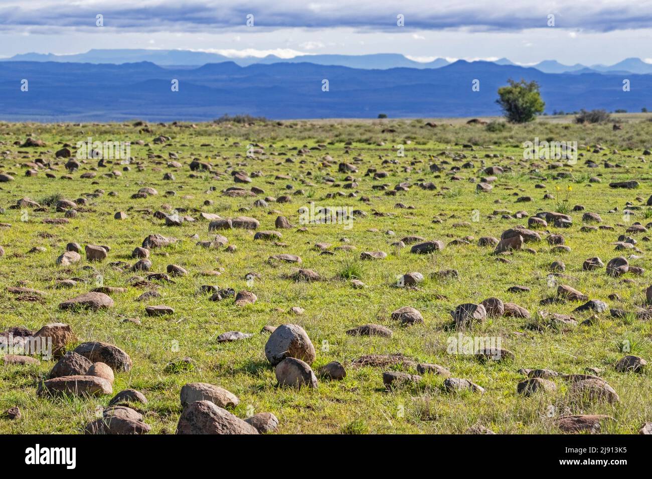 Felsbrocken in der Ebene im Mountain Zebra National Park, Eastern Cape, Südafrika Stockfoto