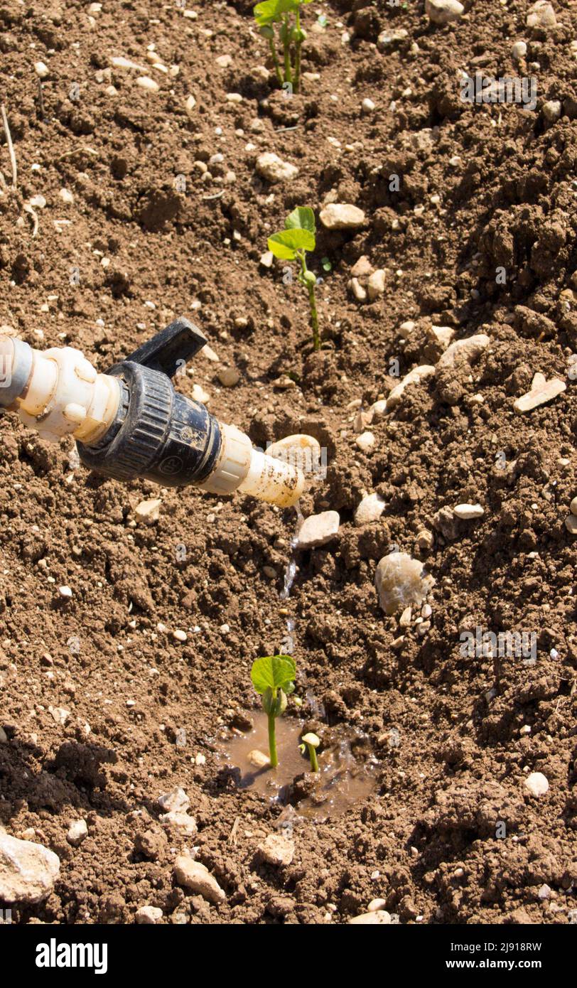 Rohr, aus dem ein paar Tropfen Wasser herauskommen, während ein Gemüsefeld bewässert wird. Problem der Dürre und Wassereinsparung Stockfoto