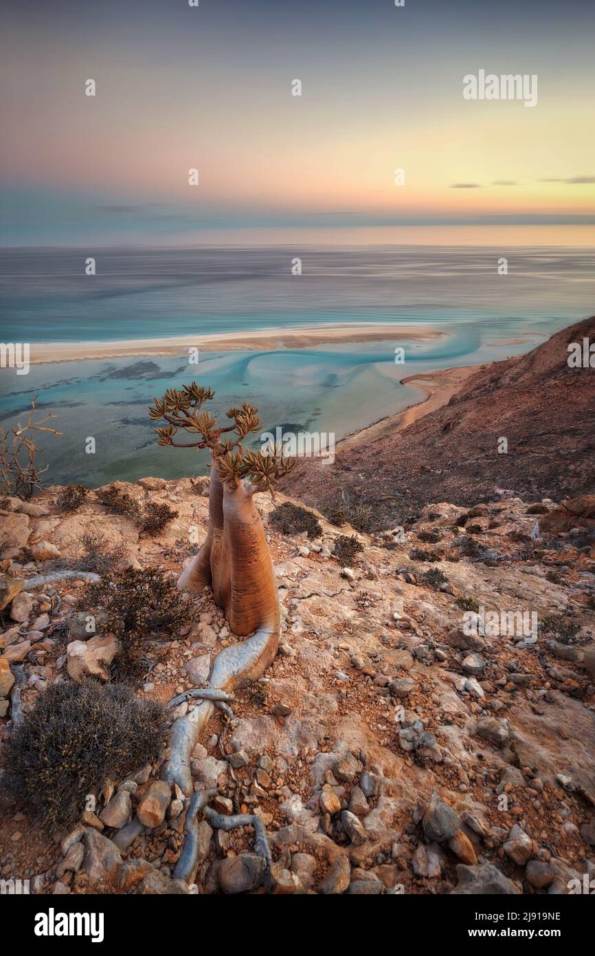 Flaschenbaum auf einem Berggelände in Socotra, Jemen, aufgenommen im November 2021, nachbearbeitet mit Expositionsklammer Stockfoto