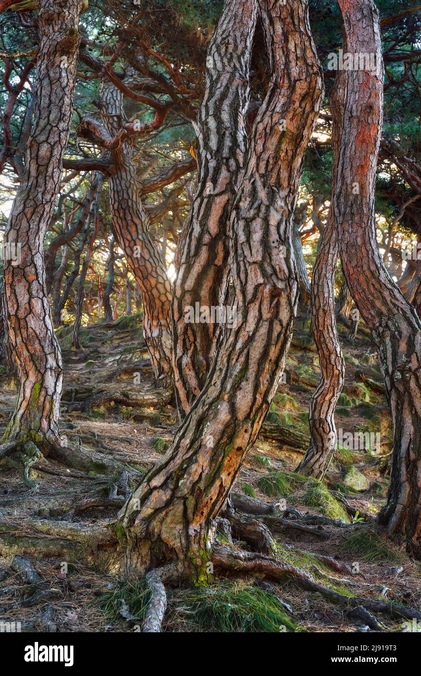 Korea Pine Tree Forest während des Sonnenaufgangs, aufgenommen im November 2021, nachbearbeitet mit Expositions-Bracketing Stockfoto
