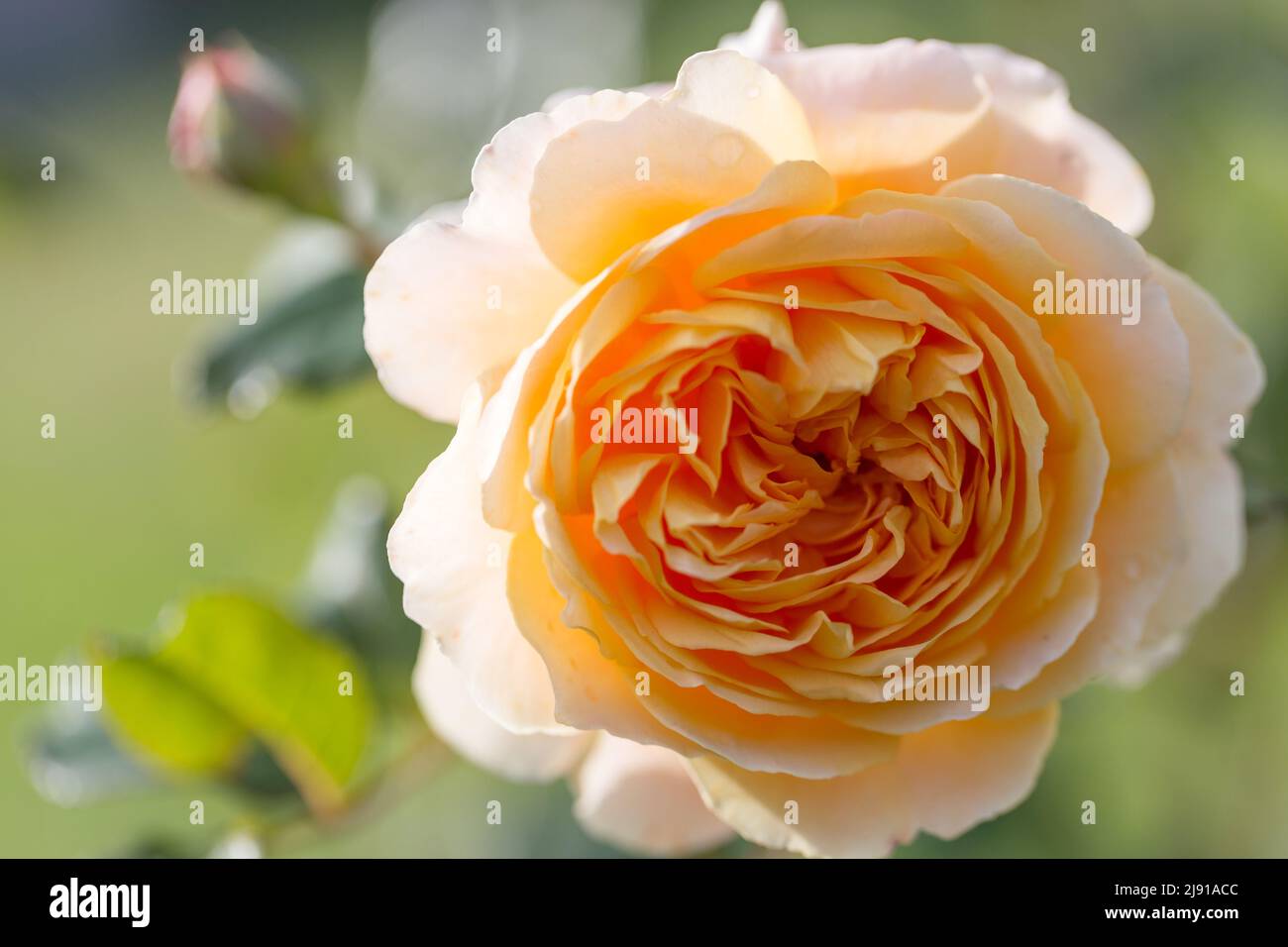 Gelb blühende rose im Garten an einem sonnigen Tag. Stockfoto
