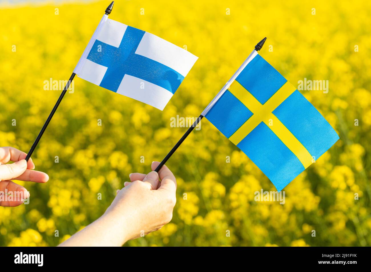 Eine Frau hält die Flaggen Finnlands und Schwedens in den Händen, das Konzept der Allianz und das Bündnis beider skandinavischen Länder Stockfoto