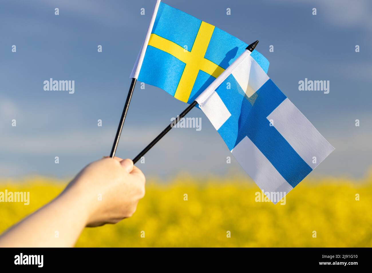 Eine Frau hält die Flaggen Finnlands und Schwedens in den Händen, das Konzept der Allianz und das Bündnis beider skandinavischen Länder Stockfoto