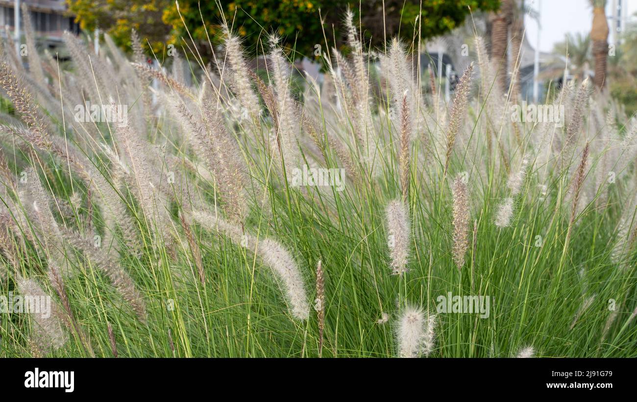 Pennisetum alopecuroides grass summer autumn Fotos und Bildmaterial