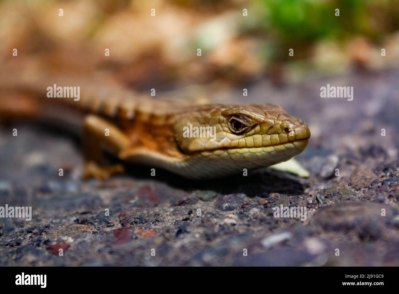 Eine kalifornische Alligatoreidechse, Elgaria multicarinata multicarinata Stockfoto