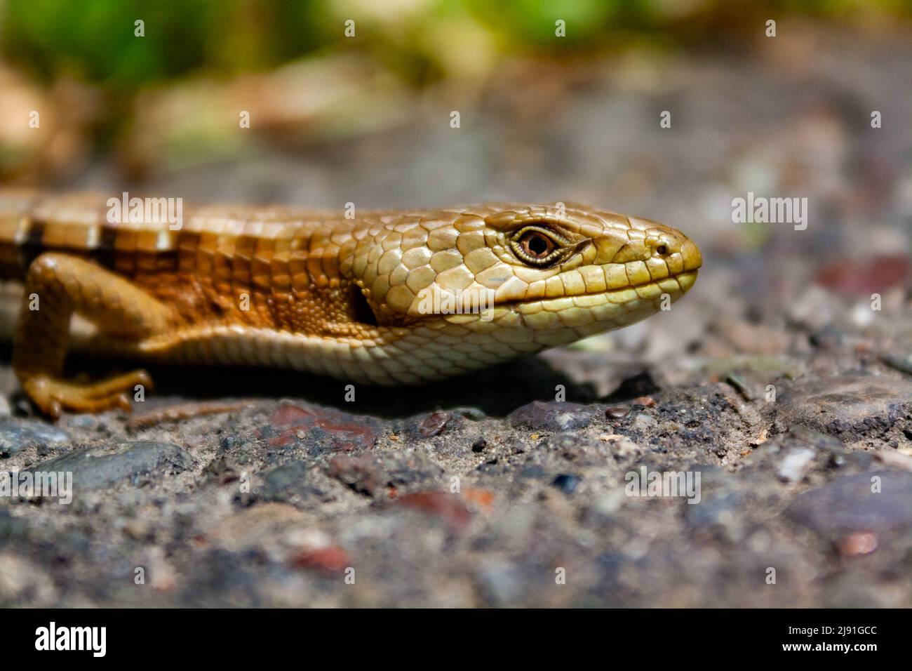 Eine kalifornische Alligatoreidechse, Elgaria multicarinata multicarinata Stockfoto