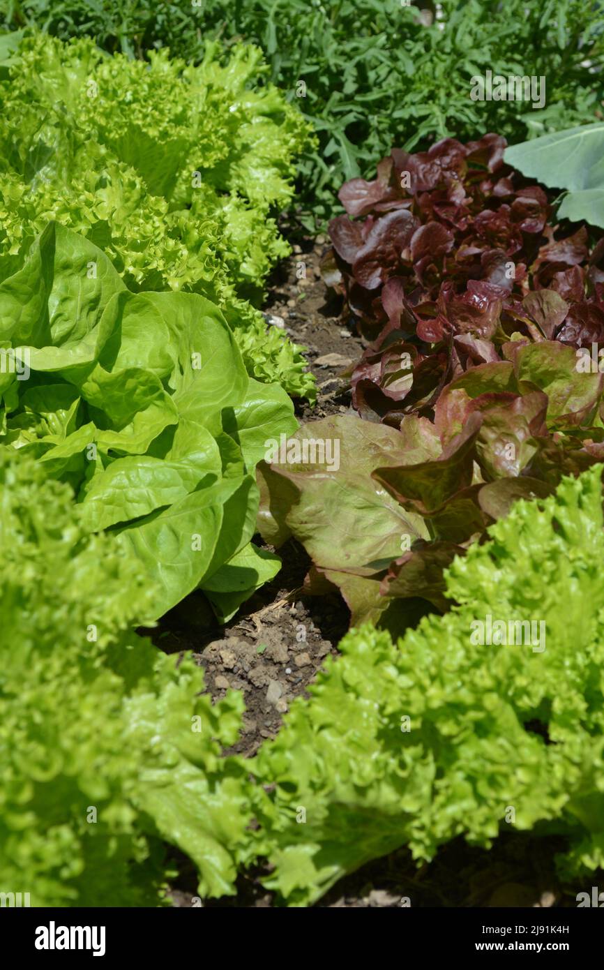 Salatpflaster in einem heimischen Garten Stockfoto