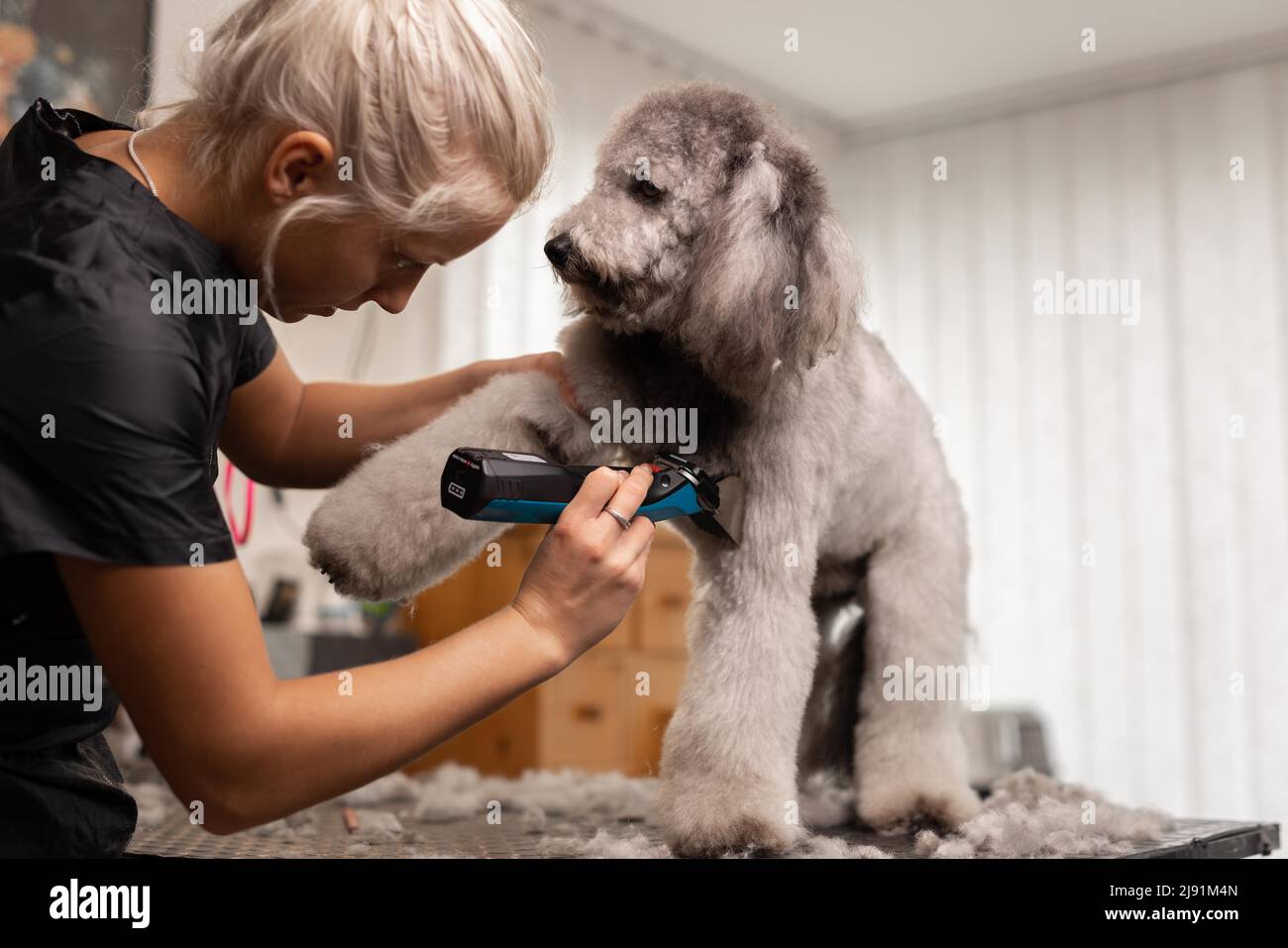 Hübsche, blonde Hundefrau trimmt reinrassige Pudel-Welpen. Stockfoto