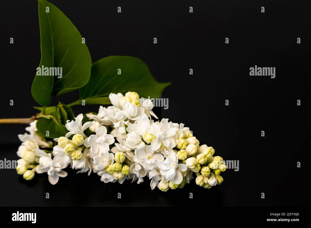 Zweig aus weißen Fliederblüten mit Blättern auf schwarzem Hintergrund. Stockfoto