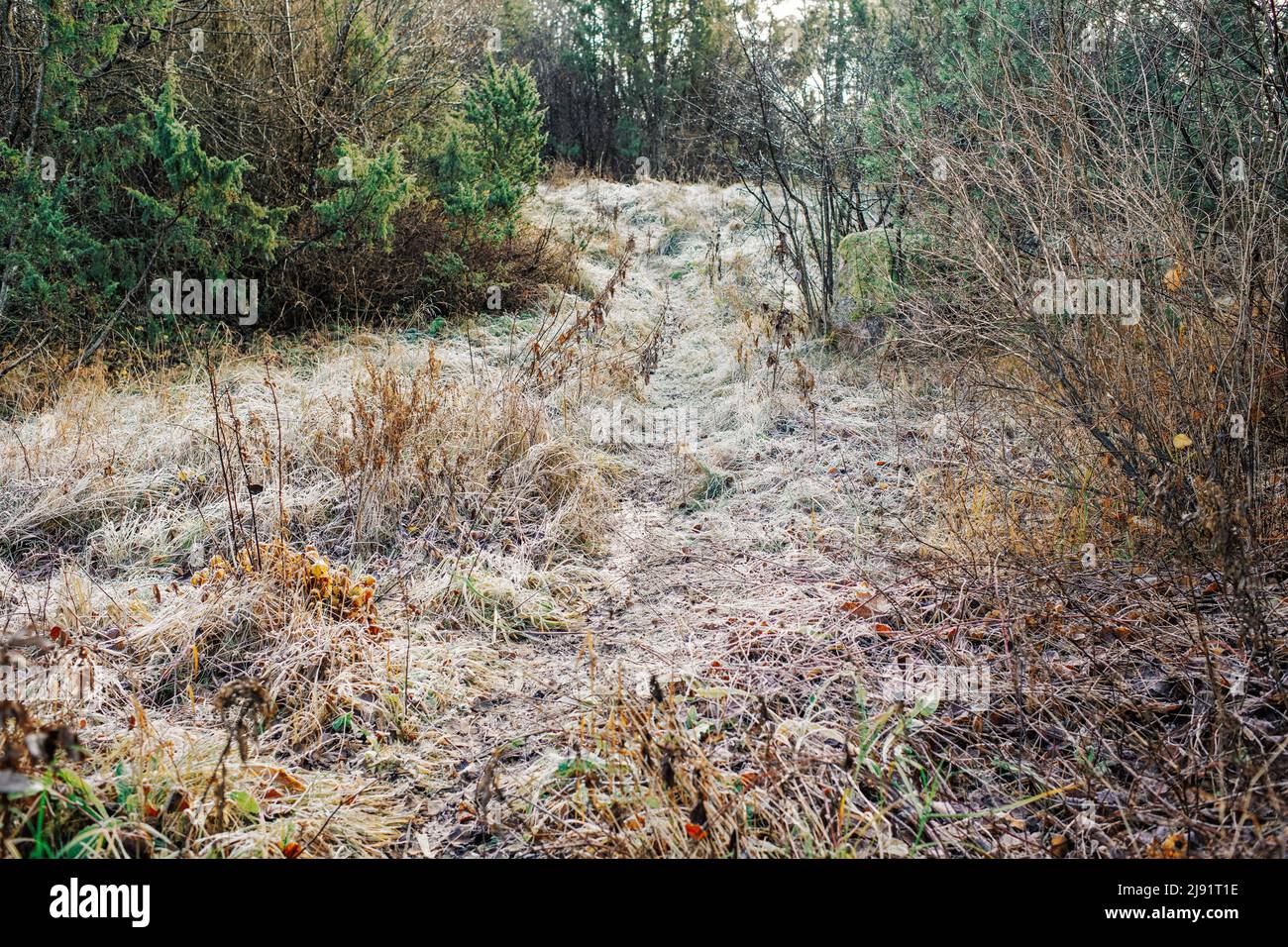 Frostiger Morgen auf der Insel Saaremaa, Estland Stockfoto