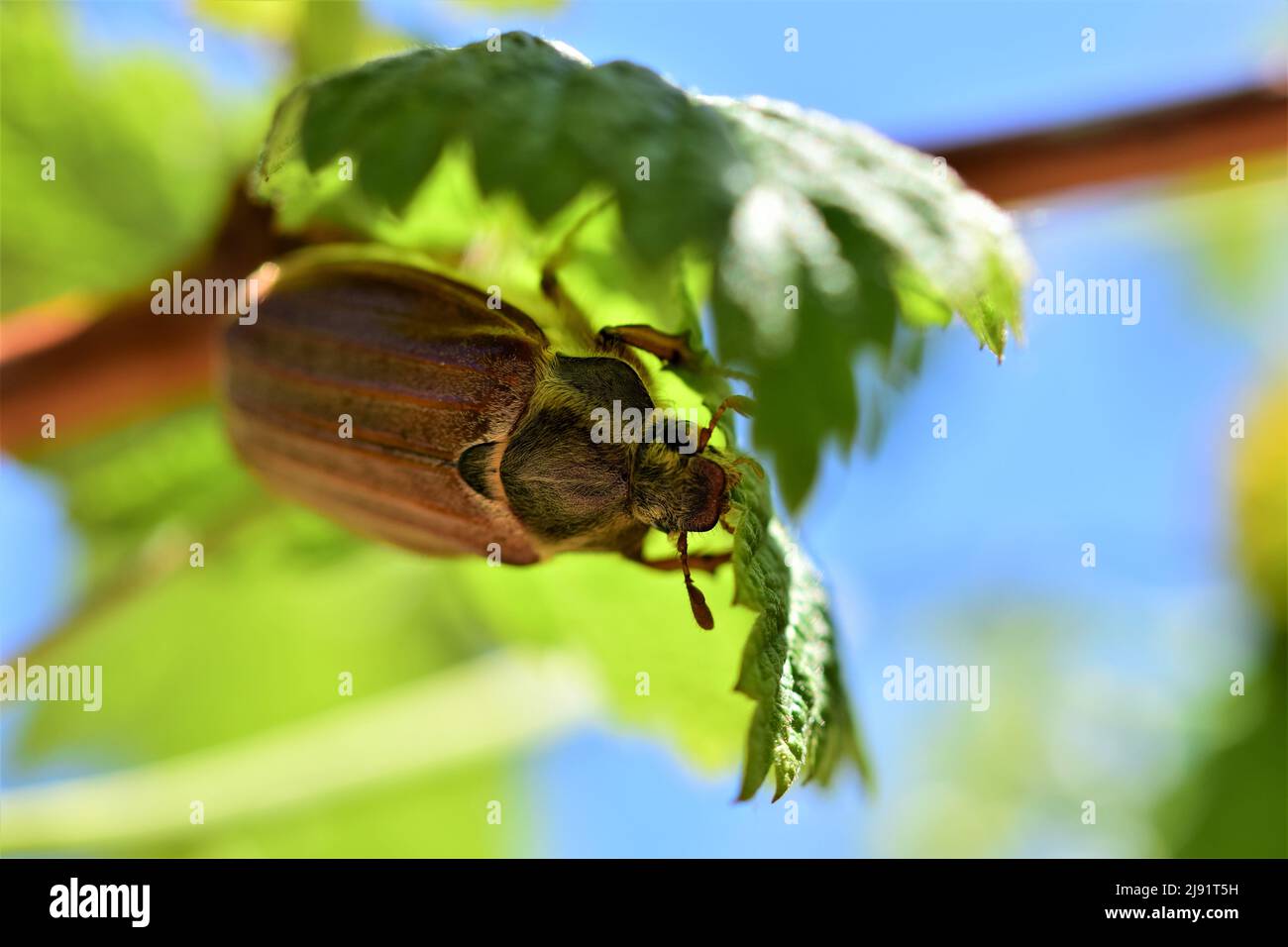 Ein Mai-Käfer sitzt unter einem Himbeerblatt Stockfoto