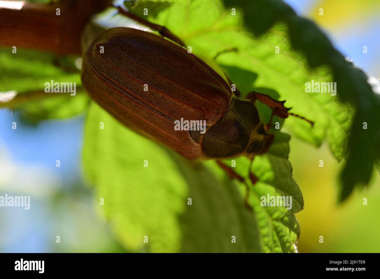 Ein Mai-Käfer sitzt unter einem Himbeerblatt Stockfoto