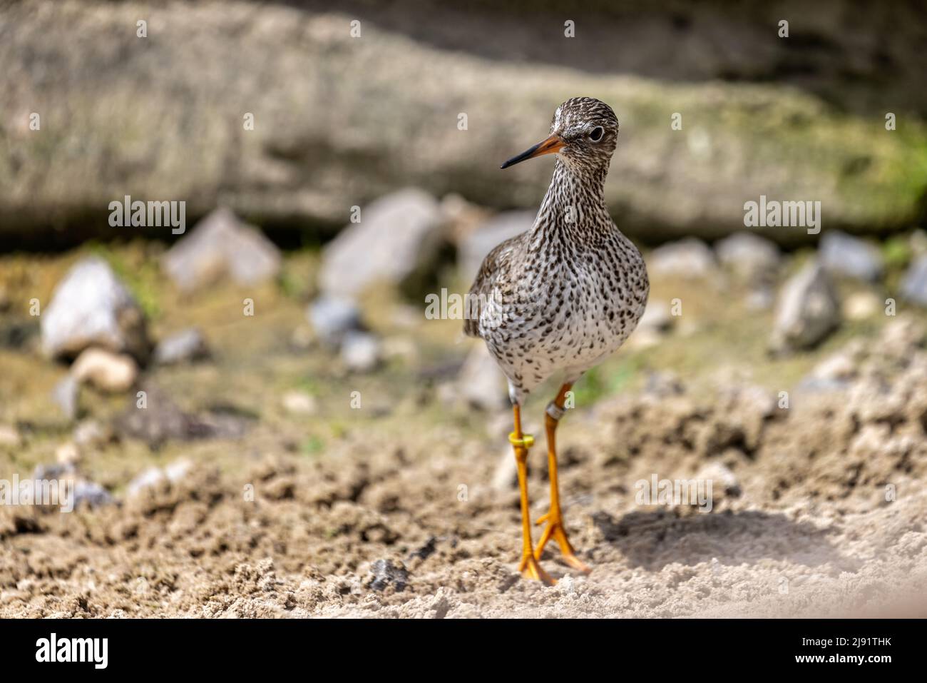Nahaufnahme eines Rotschenkels an der Uferlinie, der sich der Kamera nähert Stockfoto