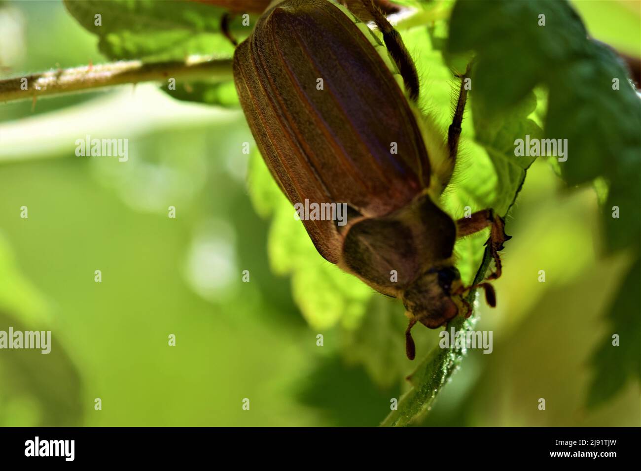 Ein Mai-Käfer sitzt unter einem Himbeerblatt Stockfoto