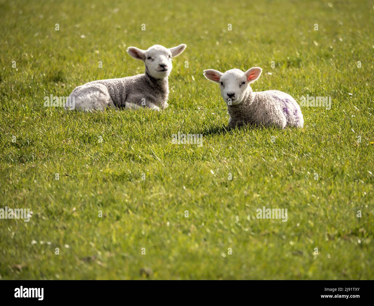 Frühjahr Lämmer Stockfoto
