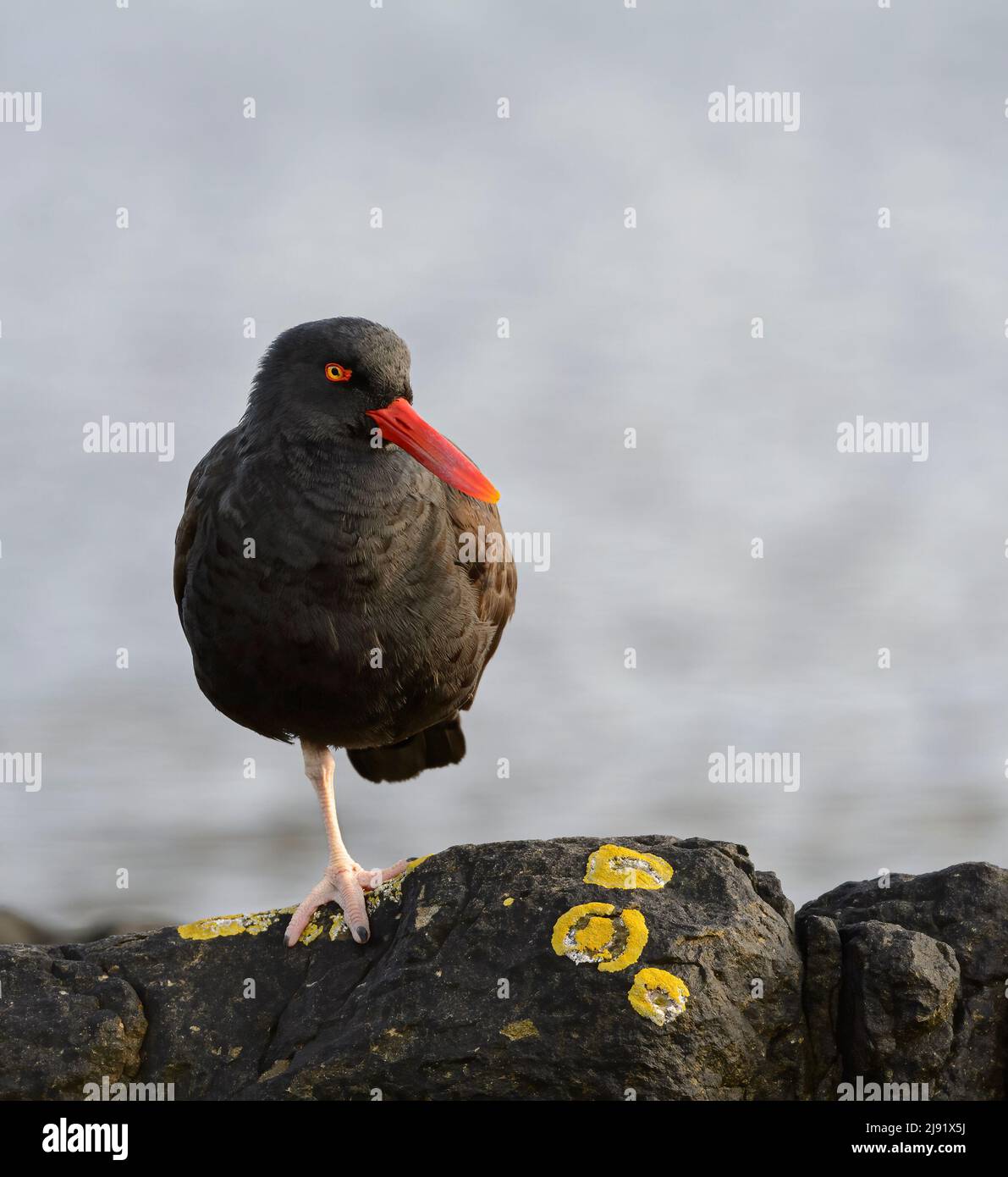 Schwarzer Austernfischer (Haematopus ater) Stockfoto