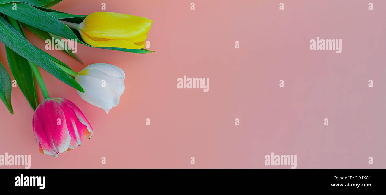 Tulpen lange breite Plakatwand Banner mit Platz für Text kopieren. Tulpen große Banner isoliert. Tulpen Nahaufnahme auf rosa Hintergrund Stockfoto