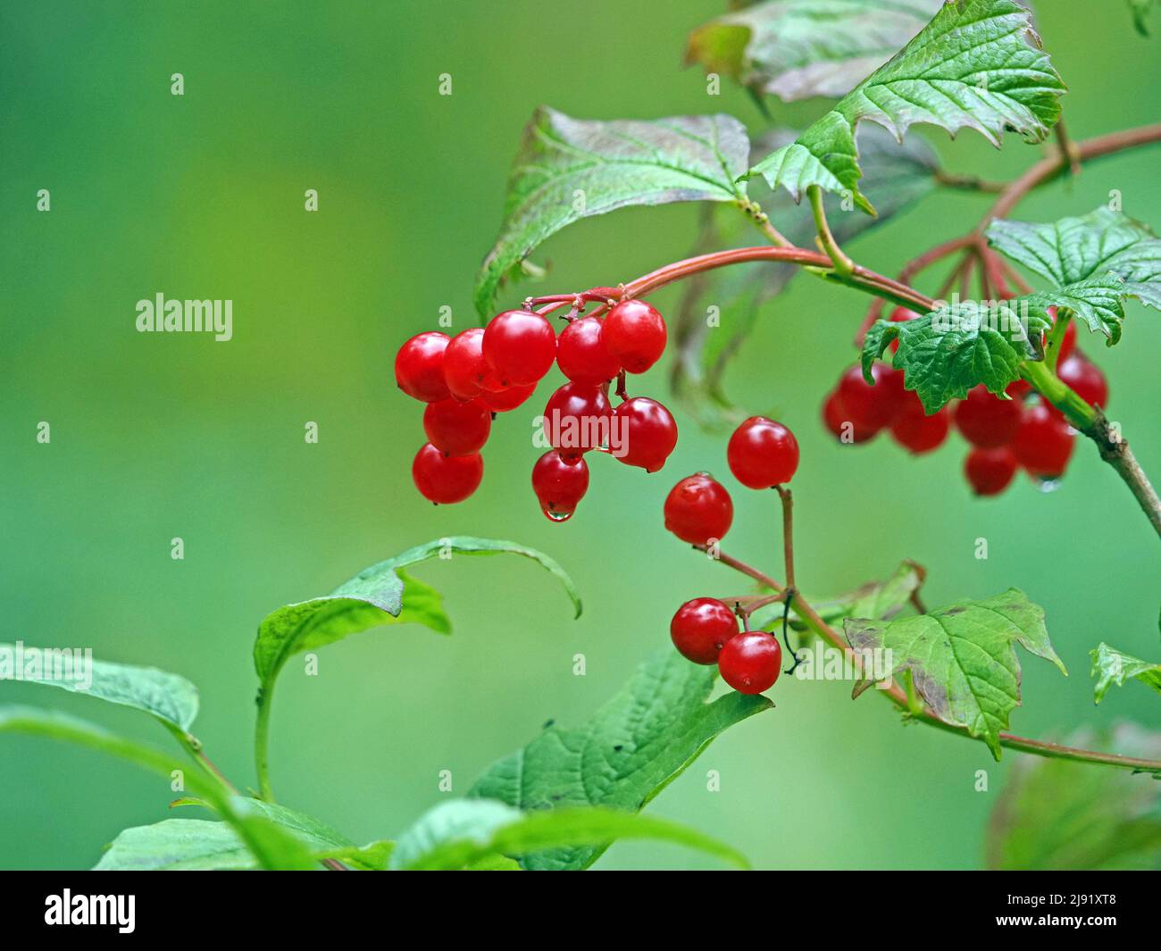 Regentropfen auf leuchtend roten Beeren des Wayfarer Tree (Viburnum lantana) mit grünem Laub und durchfluteten Hintergrund in North Yorkshire, England, Großbritannien Stockfoto