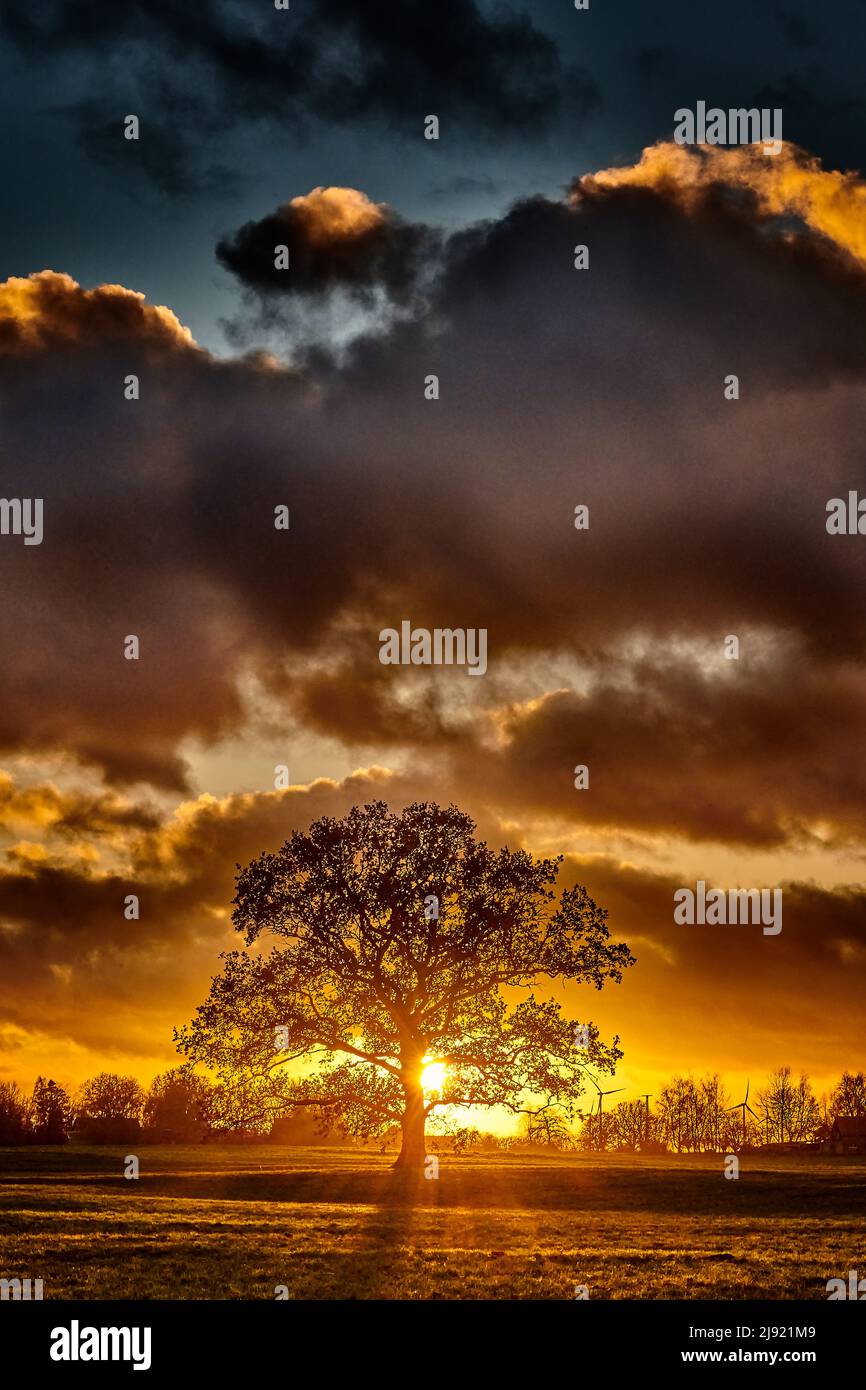 Eichenbaum Silhouette allein auf der Wiese in Sonnenuntergang Stockfoto
