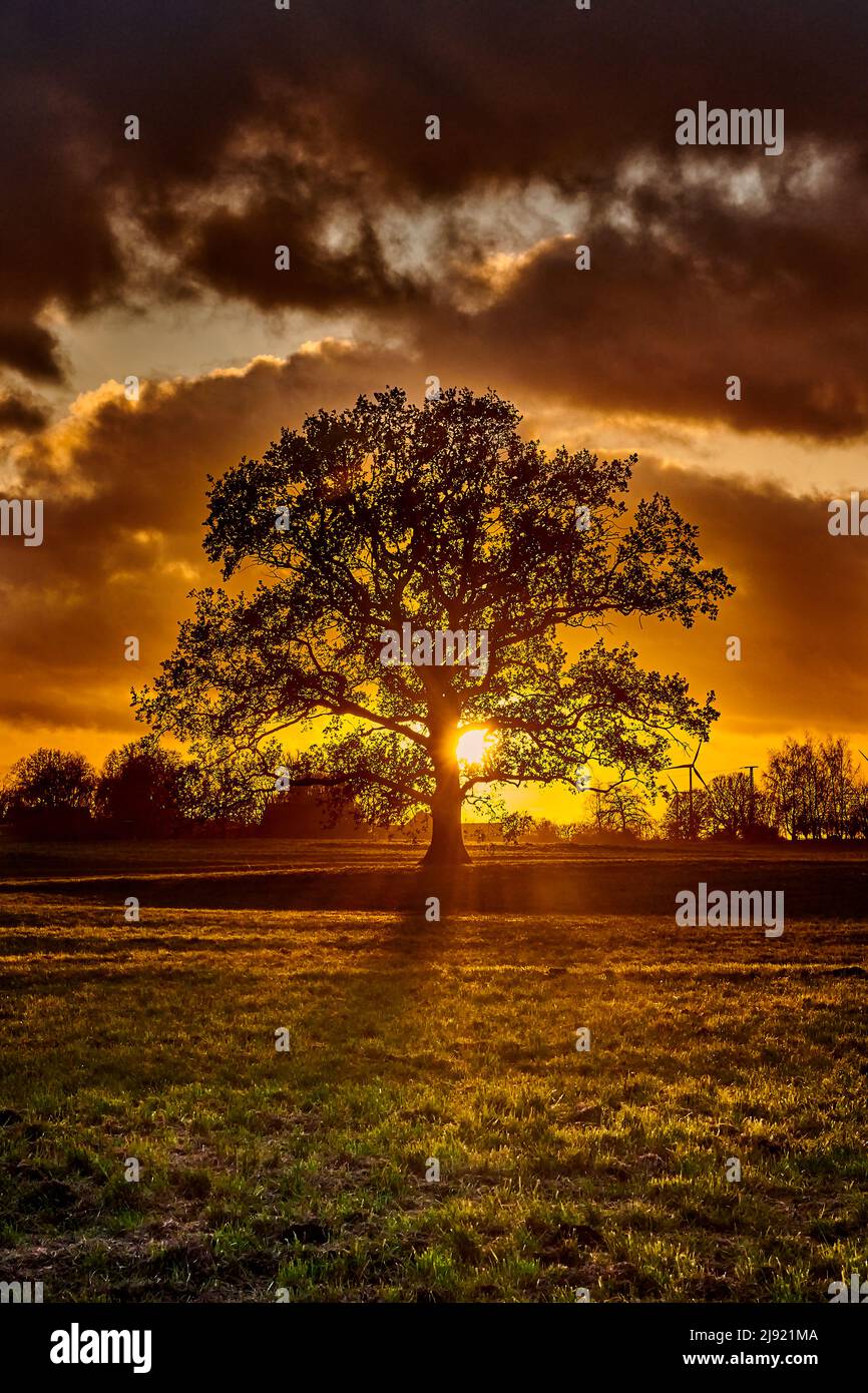 Eichenbaum Silhouette allein auf der Wiese in Sonnenuntergang Stockfoto