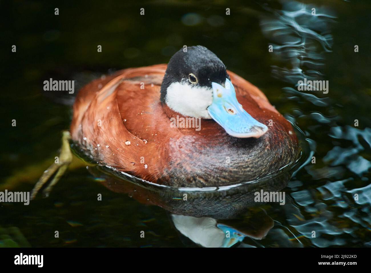 Ruddyente (Oxyura jamaicensis), schwimmend auf einem See, Bayern, Deutschland Stockfoto