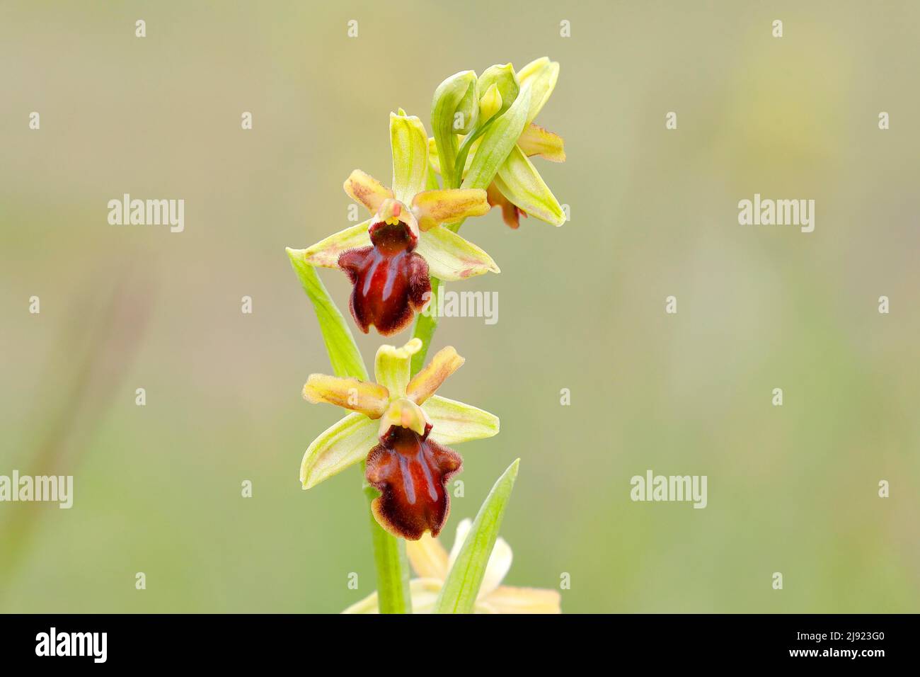 Frühe Spinnenorchidee (Ophrys sphegodes), zwei Blüten, Neusiedlersee, Burgenland, Österreich Stockfoto