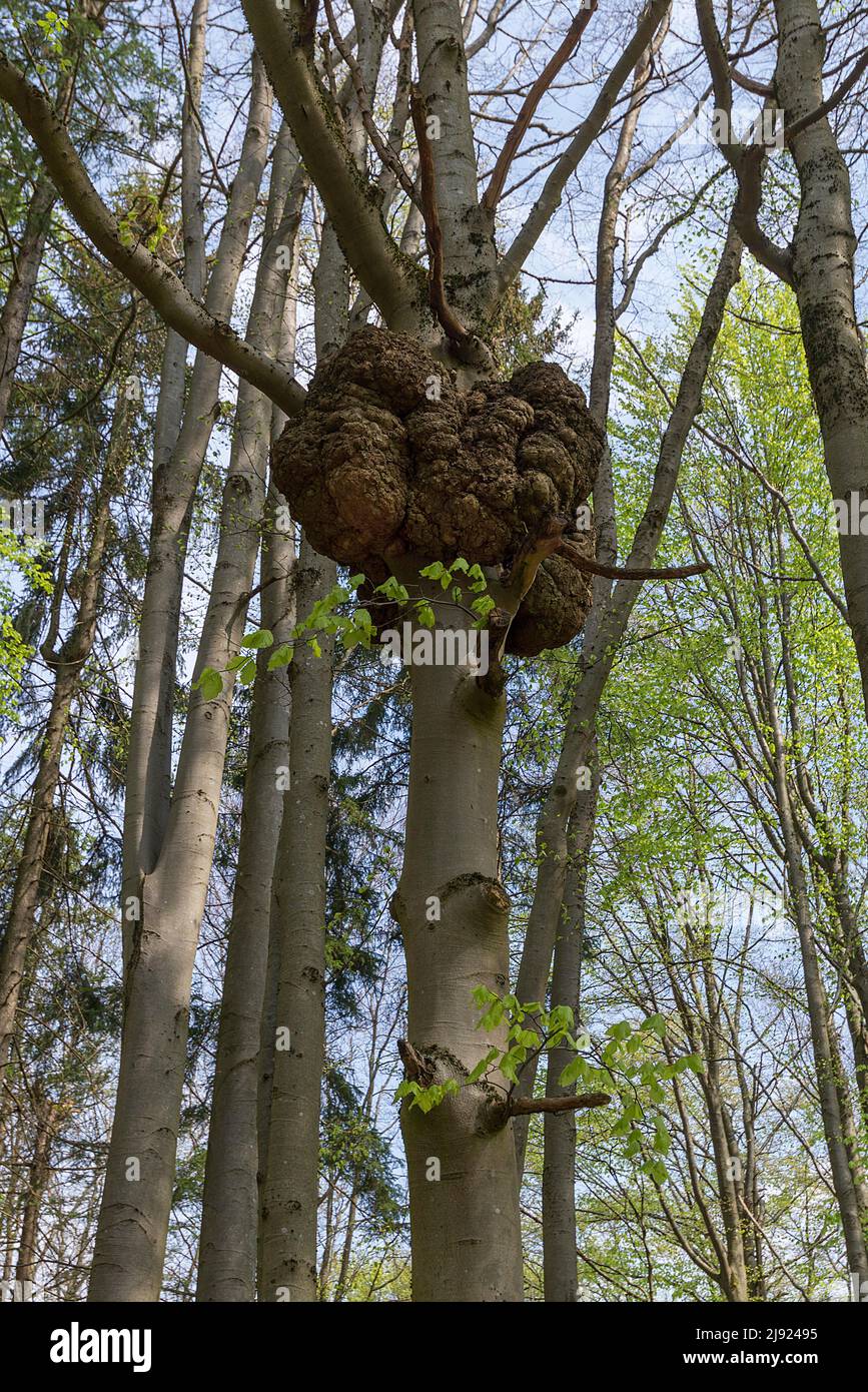 Pustelpilze (Nectria) verursachen diese Wucherungen am Stamm einer Buche (Fagus), Bayern, Deutschland Stockfoto Pustelpilze (Nectria) verursachen diese Wucherungen am Stamm einer Buche (Fagus), Bayern, Deutschland Stockfoto