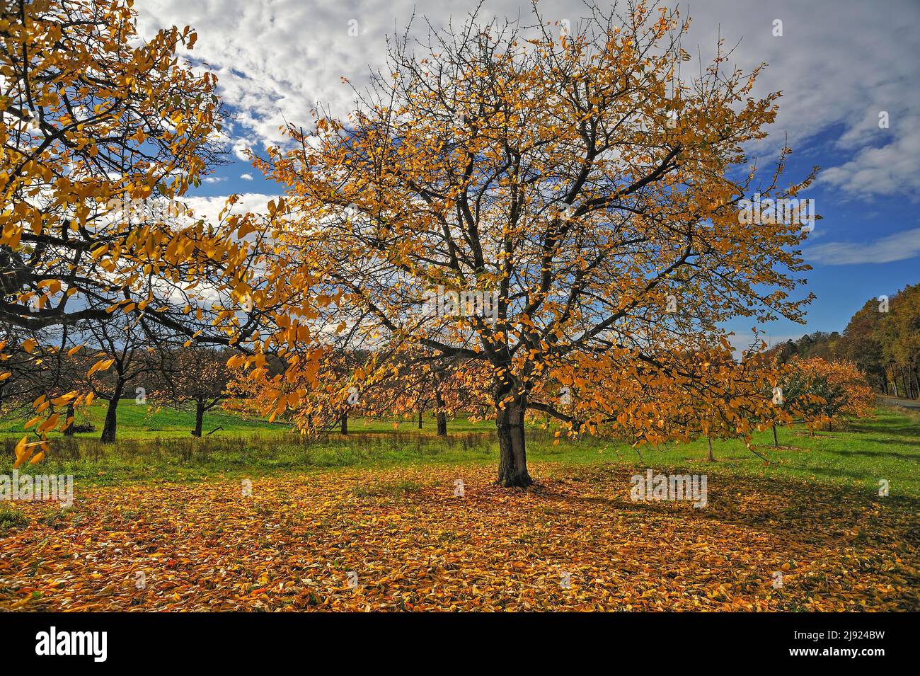 Waldkirschen (Prunus avium) in Herbstfarbe, Kalchreuth, Mittelfranken, Bayern, Deutschland Stockfoto