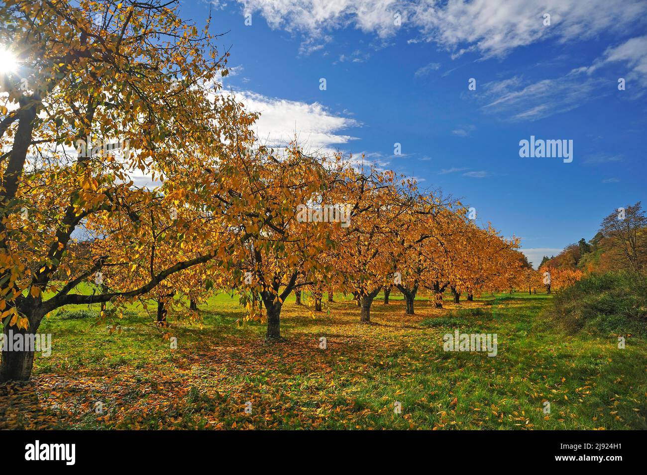 Waldkirschen (Prunus avium) in Herbstfarbe, Kalchreuth, Mittelfranken, Bayern, Deutschland Stockfoto