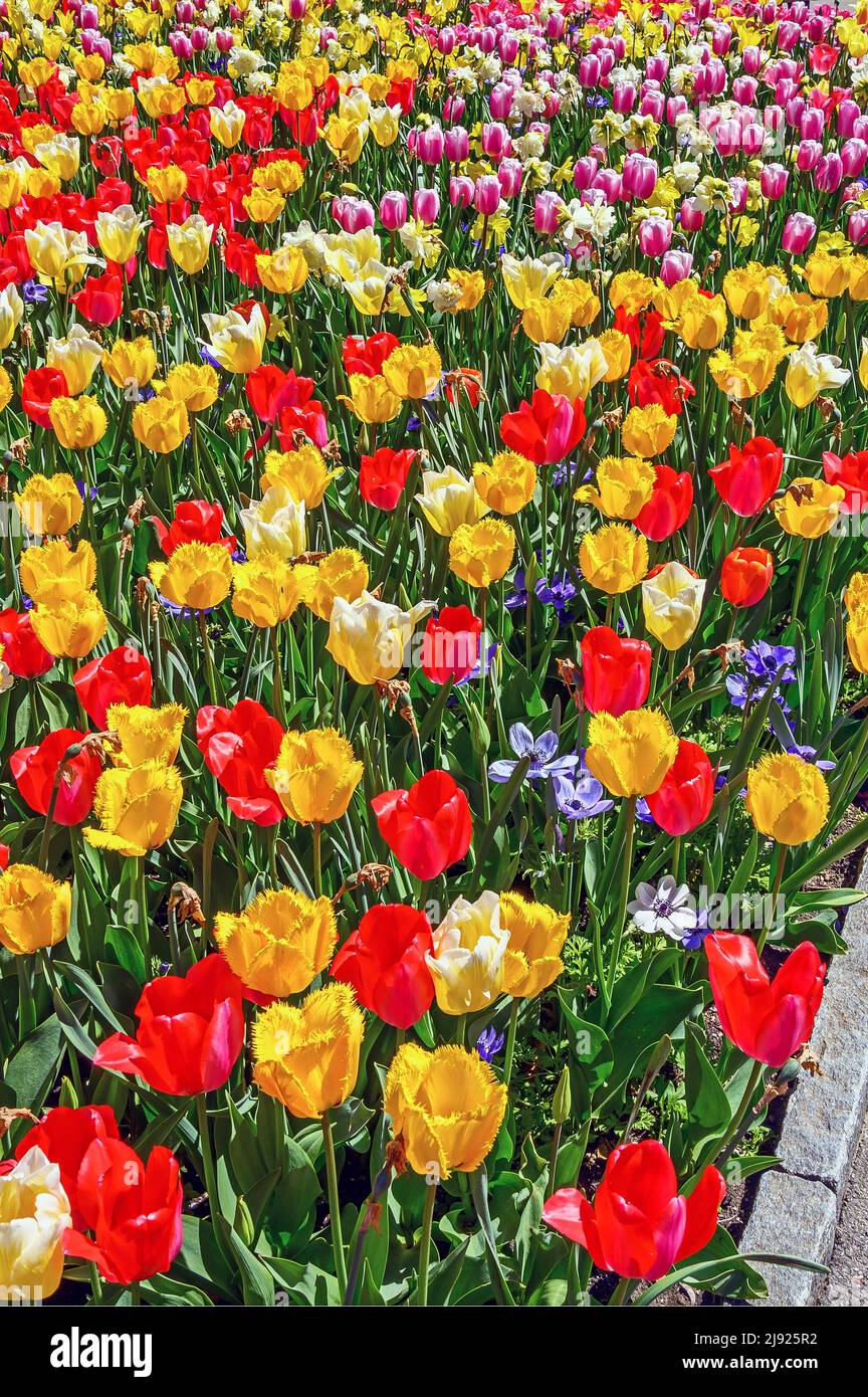 Tulpen (Tulipa), Insel Mainau, Bodensee, Baden-Württemberg, Deutschland Stockfoto