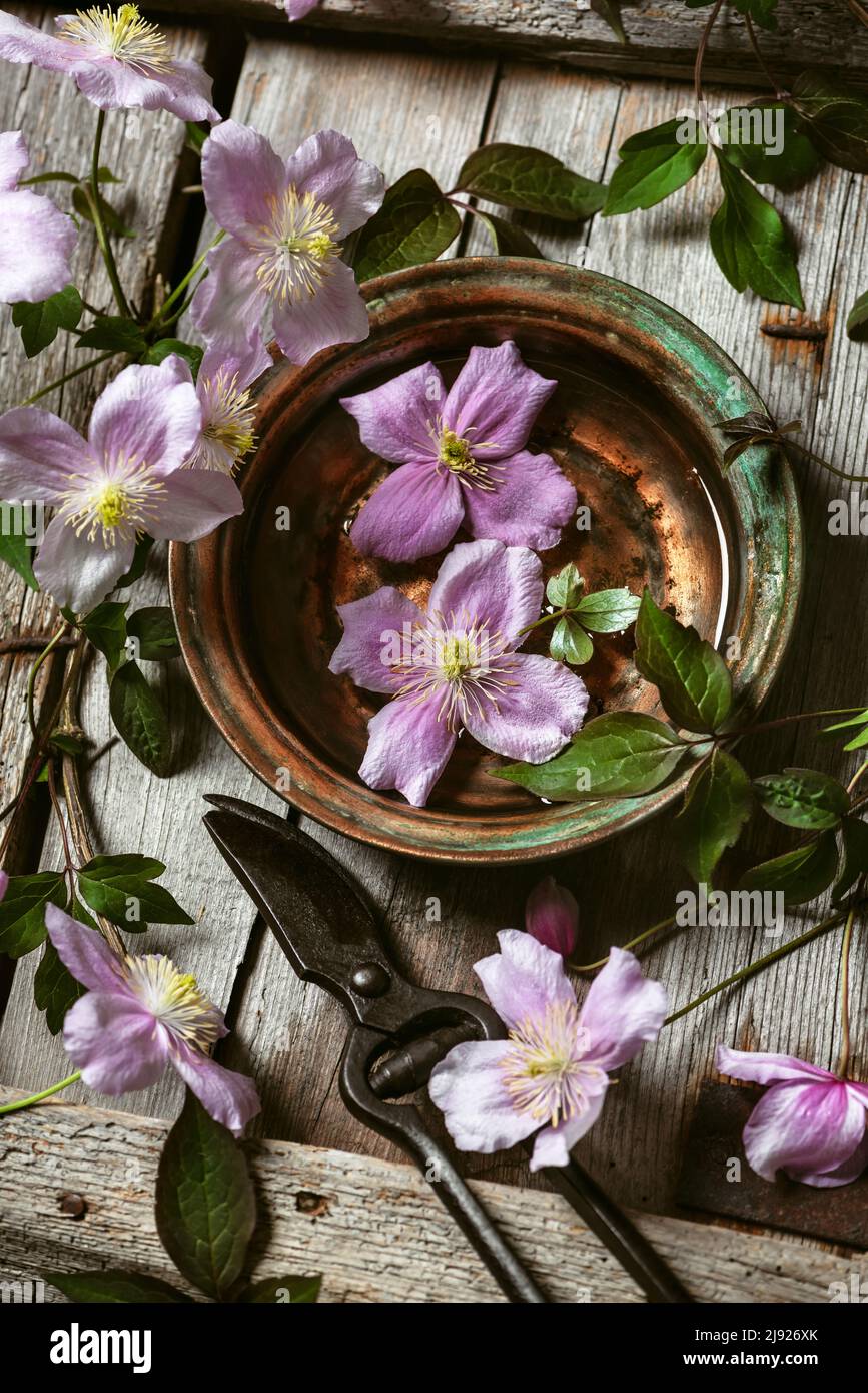 Schöne rosa Clematis Blumen in einer Vintage Messingschale mit Wasser. Blumen, Pflanzen oder gesundes und entspannendes Konzept. Rustikaler Stil. Draufsicht. Stockfoto