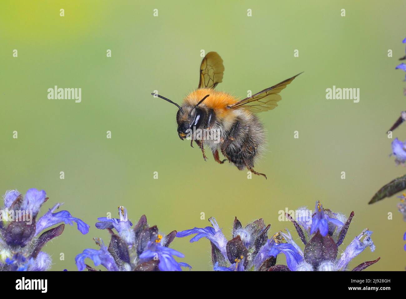 Gemeine Carderbiene (Bombus pascuorum), im Flug, Highspeed-Naturfoto, über schleichend blauem Knäuel (Ajuga reptans), Siegerland, Nord Stockfoto