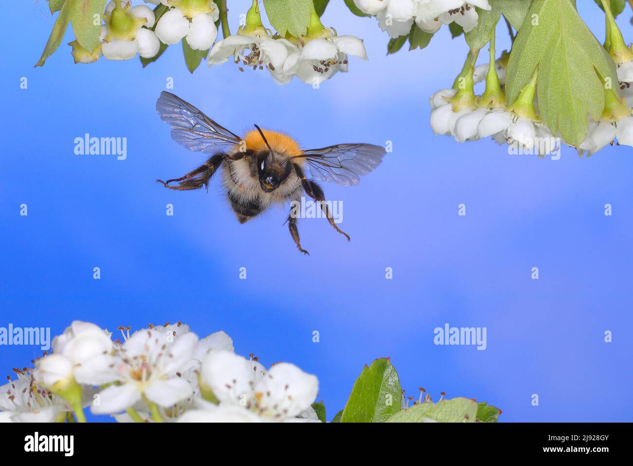 Gemeine Carderbiene (Bombus pascuorum), im Flug, Highspeed-Naturfoto, über zweiblättrigen midland-Weißdorn (Crataegus laevigata), Siegerland, Nord Stockfoto