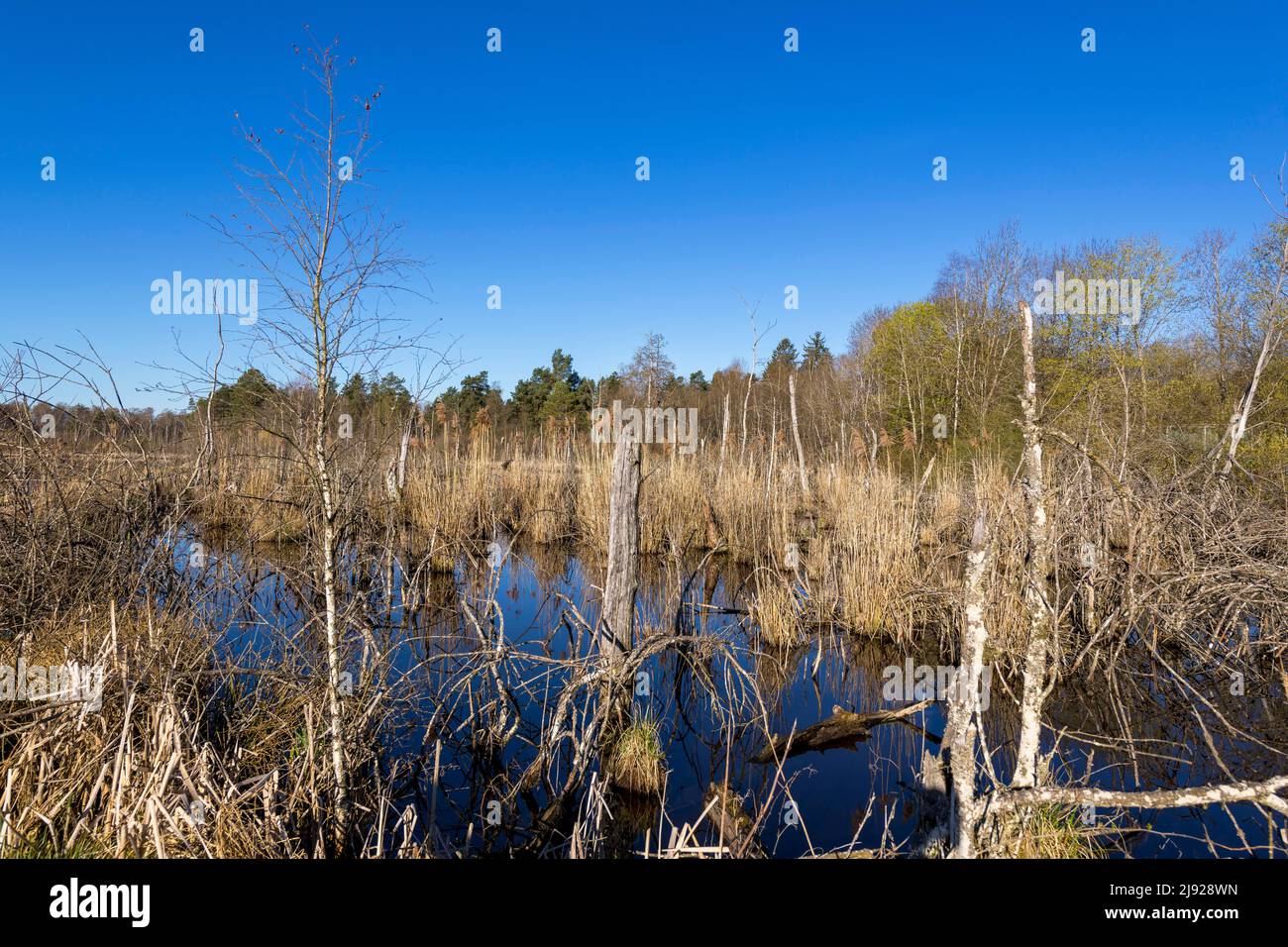 Blick über das Schwenninger Moos, Villingen-Schwenningen, Kreis Schwarzwald-Baar, Baden-Württemberg Stockfoto