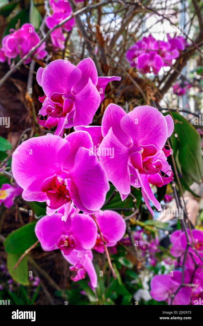 Orchideenblume (Orchidee), Palmenhaus, Orchideenschau 2022, Insel Mainau, Bodensee, Baden-Württemberg, Deutschland Stockfoto