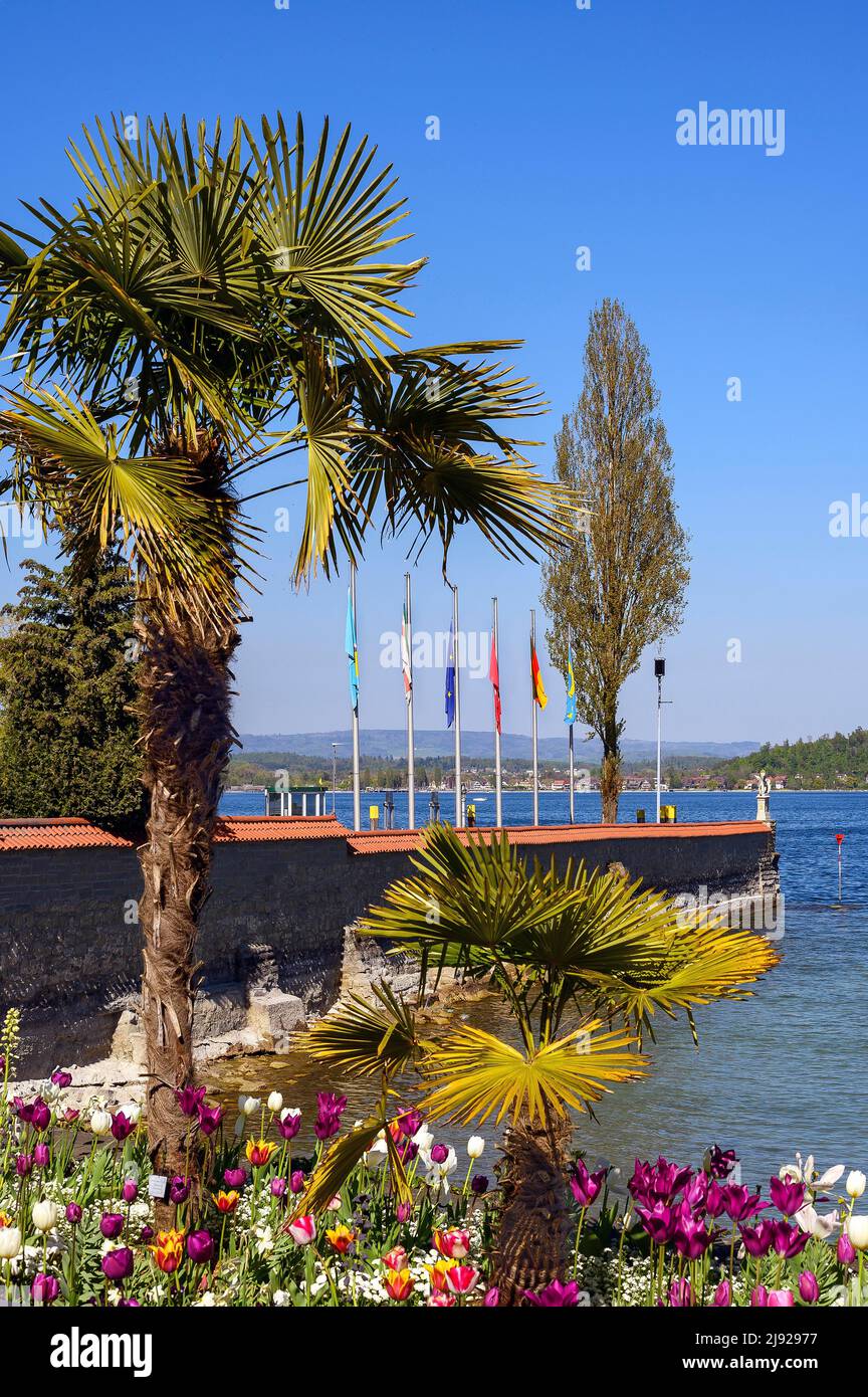 Tulpen (Tulipa) und Palmen am Hafen, Insel Mainau, Bodensee, Baden-Württemberg, Deutschland Stockfoto