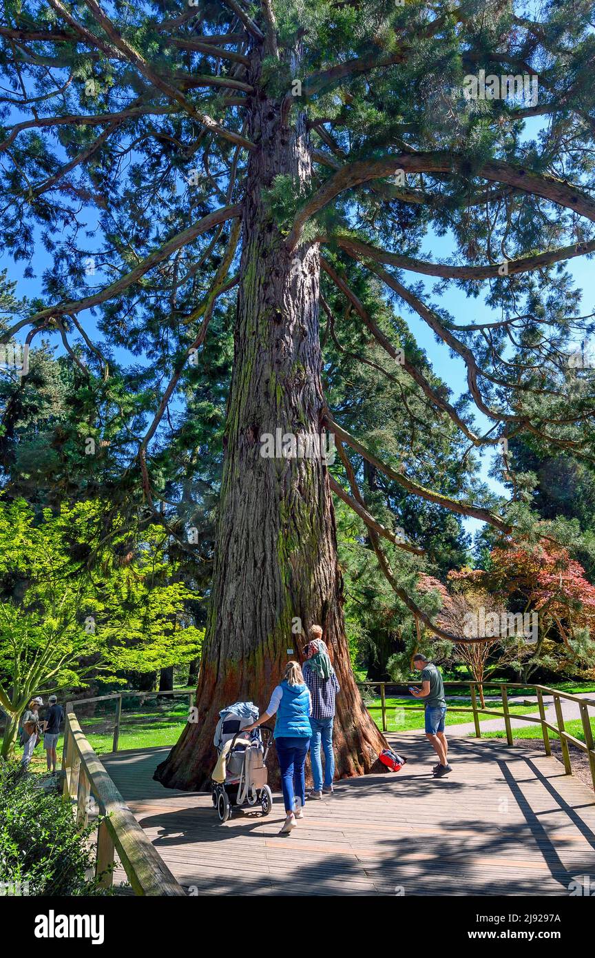 Riesenmammutbaum (Sequoiadendron giganteum), auch Bergmammutbaum, Mainau-Insel, Bodensee, Baden-Württemberg, Deutschland Stockfoto