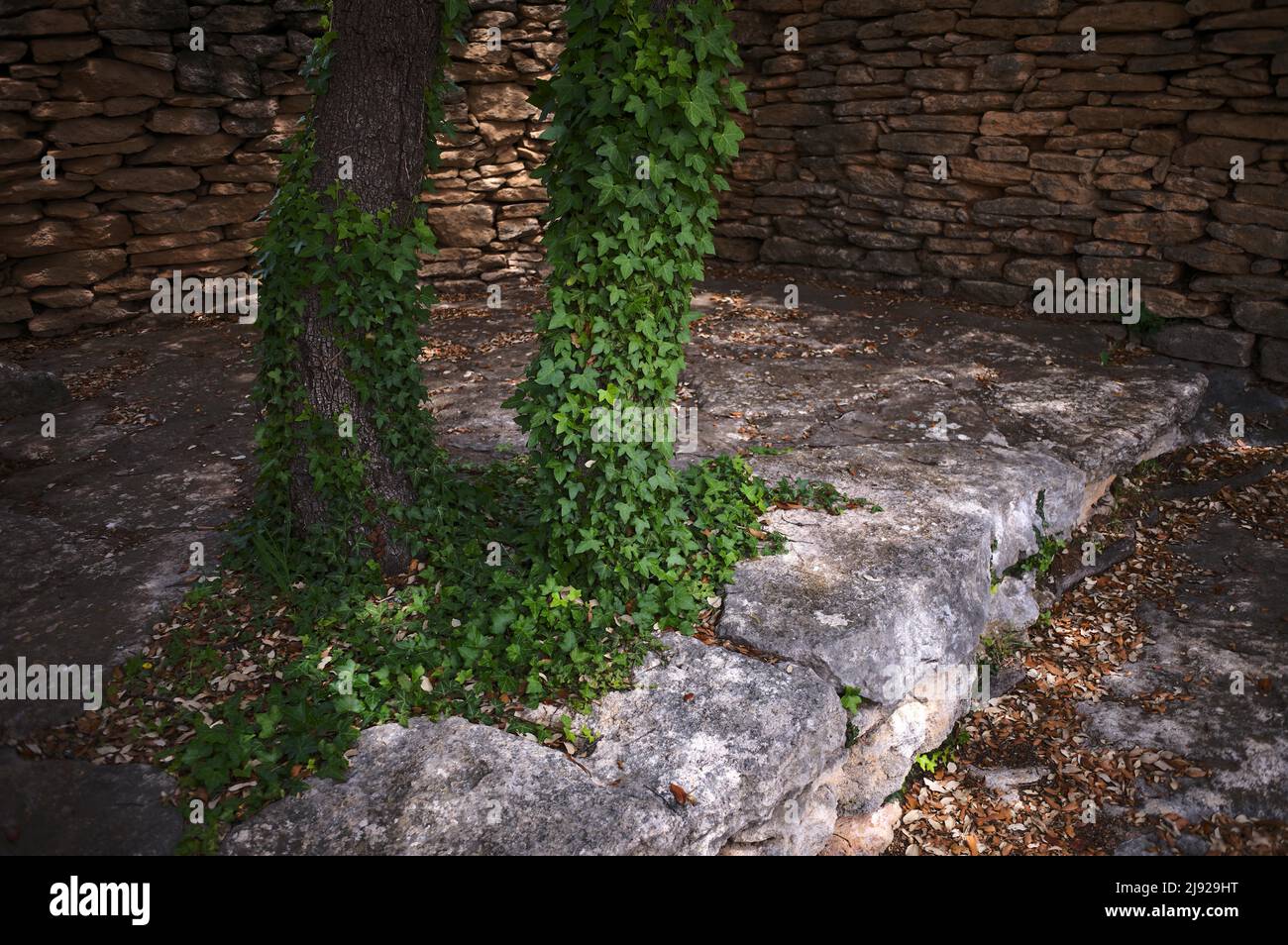 Ivy im Waschraum, Village des Bories, Dorf der Steinhütten, Freilichtmuseum, Gordes, Vaucluse, Provence-Alpes-Cote d'Azur, Frankreich Stockfoto