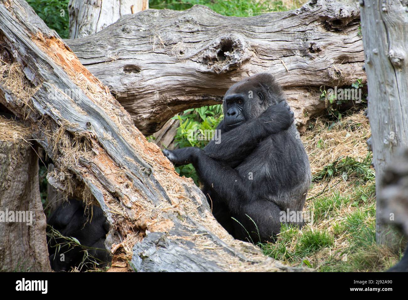 Gorilla im Zoo von Jersey Stockfoto