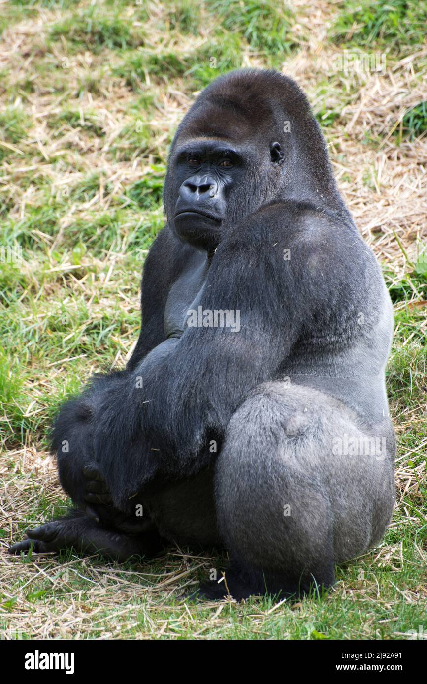 Gorilla im Zoo von Jersey Stockfoto