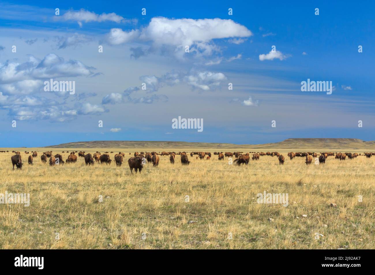 büffelherde (Bison) auf Präriefarm in der Nähe von Choteau, montana Stockfoto