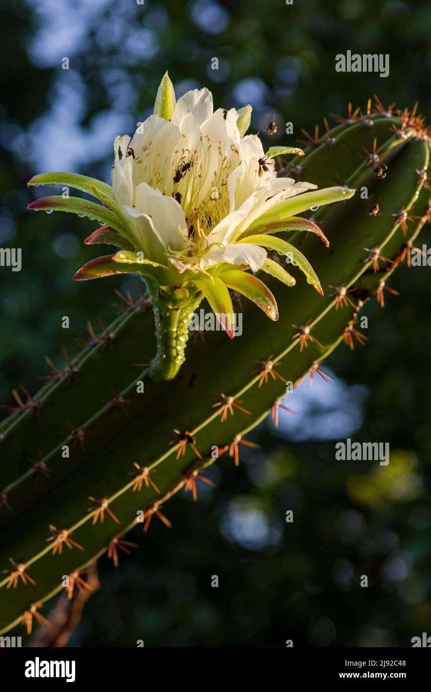 Nacht blhender kaktus -Fotos und -Bildmaterial in hoher Auflsung  Alamy