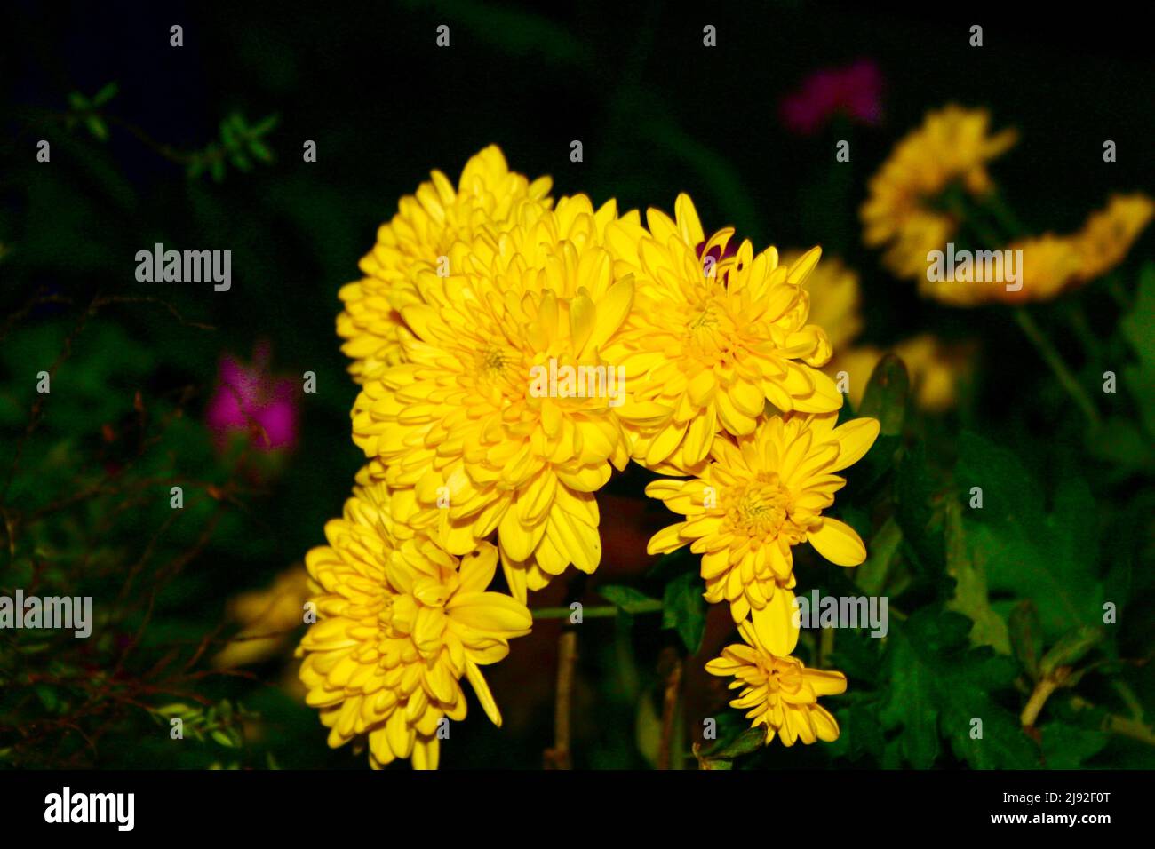 Gelber Blumenstrauß mit dunklem Hintergrund Stockfoto